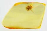 Detailed Fossil Spider (Araneae) In Baltic Amber #315328-1